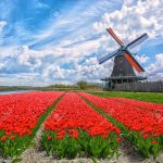 Dutch windmills and fields of red tulip flowers against the blue