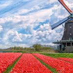 cropped-86040019-molinos-de-viento-holandeses-y-campos-de-flores-de-tulipán-rojo-contra-el-azul-cielo-nublado-en-holand-1.jpg